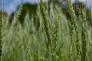 TW Hordeum Vulgare Sprout PDRN 100 ppm Plant Derived Polynucleotide <b>Extract</b> High Purity Cosmetic Raw Material - Product Image 5