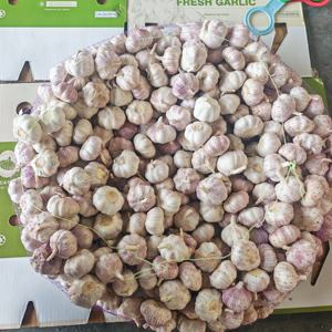 Cina fornitore di verdure fresche fresche secco normale aglio bianco/aglio rosso con il prezzo a buon mercato per uso alimentare - Product Image 5
