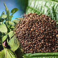 Stock Neuf de l'époque, pas des stocks anciens : Graines de Perilla 100% Naturelles et Biologiques, Matières Premières pour l'Huile de Perilla