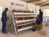 Nouvelle cage à poules pondeuses de type A à 3 niveaux, capacité de 160 oiseaux, cage à volailles galvanisée HAOKAI METAL pour le Nigéria
