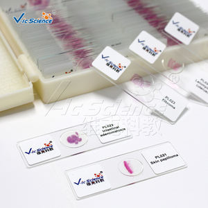 Lames de Pathologie Médicale Humaine 50 pièces, Lames de Pathologie Vétérinaire, <span class=keywords><strong>Papillome</strong></span> Cutané, Lames de Pathologie Médicale - Product Image 3