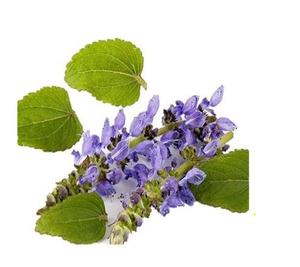 สารสกัดจาก <span class=keywords><strong>Coleus</strong></span> forskohlii สารสกัดจาก <span class=keywords><strong>forskohlin</strong></span> - Product Image 2