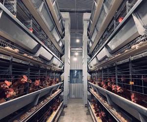 Trung Quốc Nhà sản xuất chất lượng cao bền H loại lớp Pin gà lồng - Product Image 3