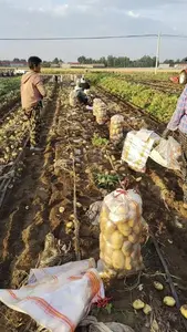 Patate Premium Fresche Varietà Olandese Raccolto Più Recente per Cucina, Vendita all'Ingrosso, Esportazione, Qualità da Fattoria a Tavola, Conservazione Refrigerata - Product Image 4