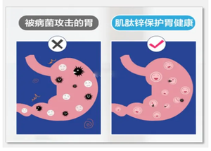 Melhor preço cas maiorias n-acetil-l-carnosina 305-84-0 carnosina pó de carnosina de grau alimentício - Product Image 2