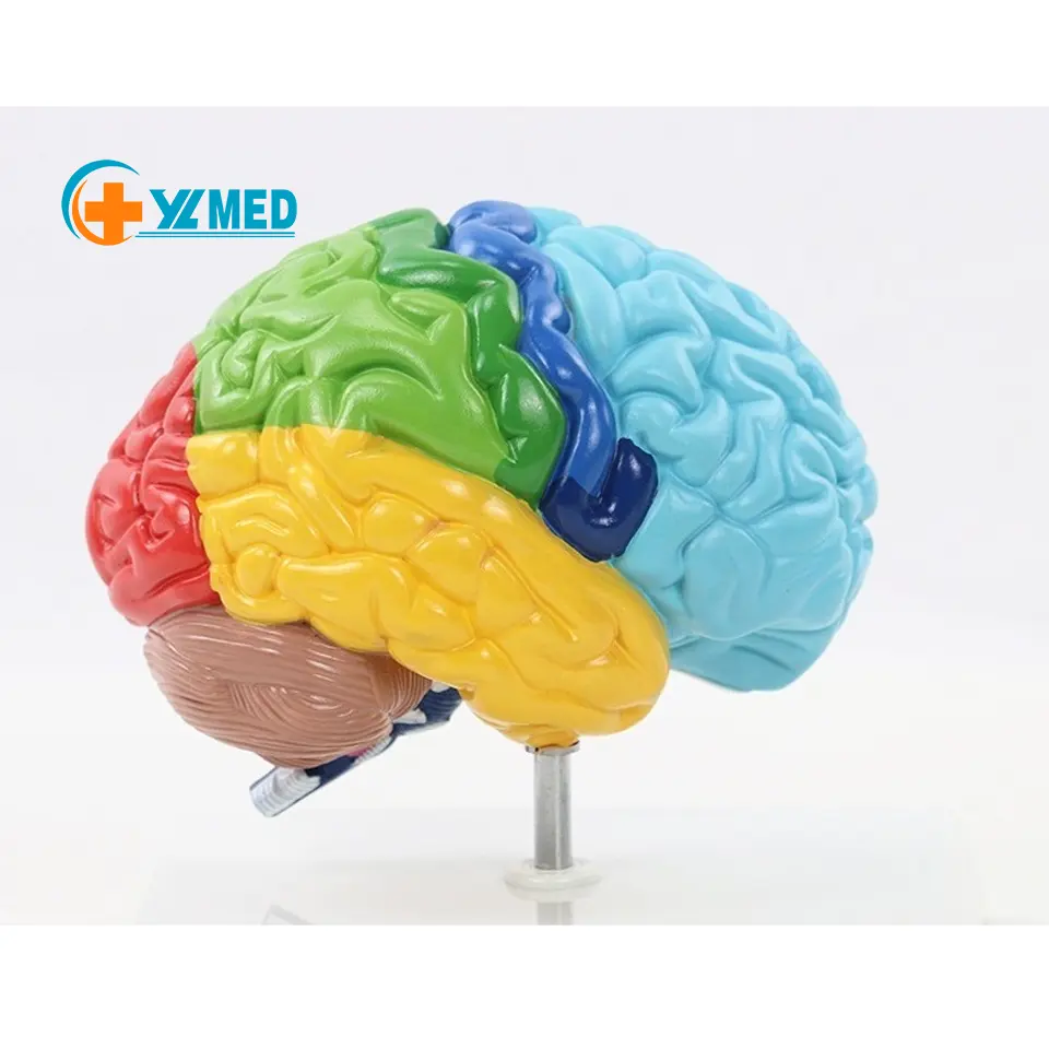Medical teaching the anatomy of human brain model in human life-size right hemisphere brain
