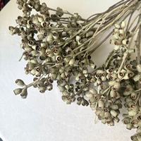 Decoratieve natuurlijke gedroogde eucalyptus takken met zombievruchten, droge peulen, boeket voor bloemstukken, DIY knutselmateriaal