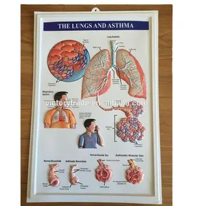 V-GF020 3D ensino educacional do pulmão humano anatomia gráficos de parede/cartaz 3d