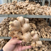 Gingembre Kakuro en vrac, gingembre frais séché, racine de gingembre, exportation en gros, prix compétitif, directement du fournisseur chinois, Gingembre