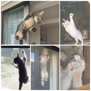 Malla Mosquitera Moderna de Poliéster con Revestimiento de PVC <span class=keywords><strong>para</strong></span> Mascotas, Uso Doméstico <span class=keywords><strong>en</strong></span> Ventanas y Puertas, Gruesa y Resistente a Desgarros, Venta al Por Mayor - Product Image 5