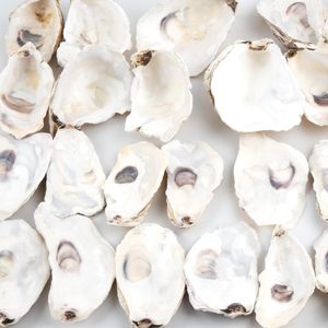 30pcs coquilles d'huîtres avec perle en vrac coquilles d'huîtres naturelles pour l'artisanat bricolage Arts ornements de Noël - Product Image 4