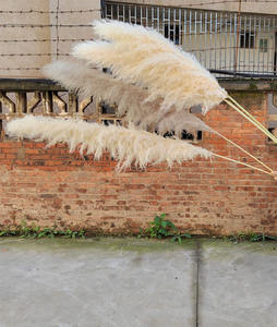 Hierba de Pampas para decoración, flores secas Jumbo de varios tamaños, precios súper bajos - Product Image 2