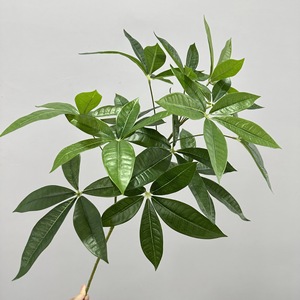 Hojas Artificiales de Árbol del Dinero Meng Jie, 80cm, Hoja Grande, Rama de Dos Ramificaciones, Material para Arreglos Florales y Decoración del Hogar - Product Image 2