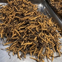 9006 Vente en gros de Cordyceps Sinensis naturel séché en tranches, non transformé, traité par procédé AD, 1 kg/paquet, durée de conservation de 18 mois