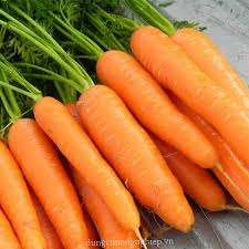 Zanahoria fresca seca de alta calidad de Vietnam para uso alimentario - Product Image 5