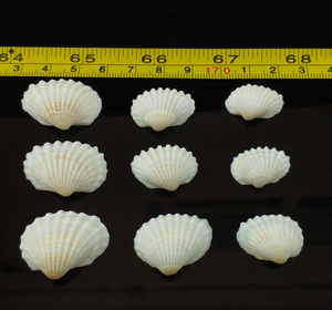 2-3 cm trắng tự nhiên vỏ cho khung ảnh thời trang trang trí cho DIY thủ công seashells với hoặc không có lỗ - Product Image 2