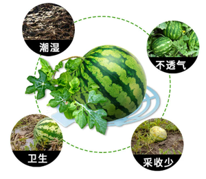 Supporto per fragole da giardino in plastica vassoio per frutta e verdura staffa per anguria cornice di supporto circolare agricola - Product Image 6