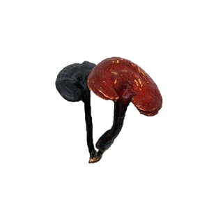 Persediaan curah Reishi rusak Jamur Ganoderma Lucidum Spore Powder - Product Image 3