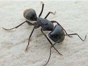 Extrait de fourmi noire pour homme Black Ant King Powder Extrait de fourmi noire - Product Image 3