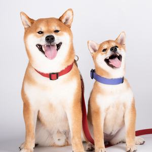 Aangepaste waterdichte afneembare hondenhalsband met printontwerp, polyester webbing riem voor hondenuitlaten - Product Image 6