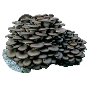 Fornitore diretto funghi funghi ostrica in vendita