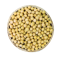 Graines de soja jaunes en vrac, soja de première qualité, nouvelle récolte, non-OGM, pour la cuisson, la germination et la transformation alimentaire