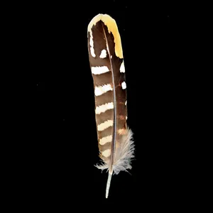 Horng Shya Natürliche Venery Fasan Flügel Runden Nat.4.5-5,5 inch 10pcs Fasan Federn