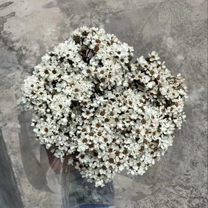 Vente chaude Ins Oxeye Daisy fleurs séchées conservées pour la maison <span class=keywords><strong>de</strong></span> mariage noël Halloween décor pour l'obtention du diplôme saint valentin - Product Image 1