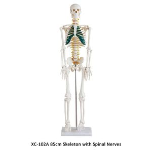 Squelette XC-101A avec muscles et ligaments de 180cm de hauteur - Product Image 3