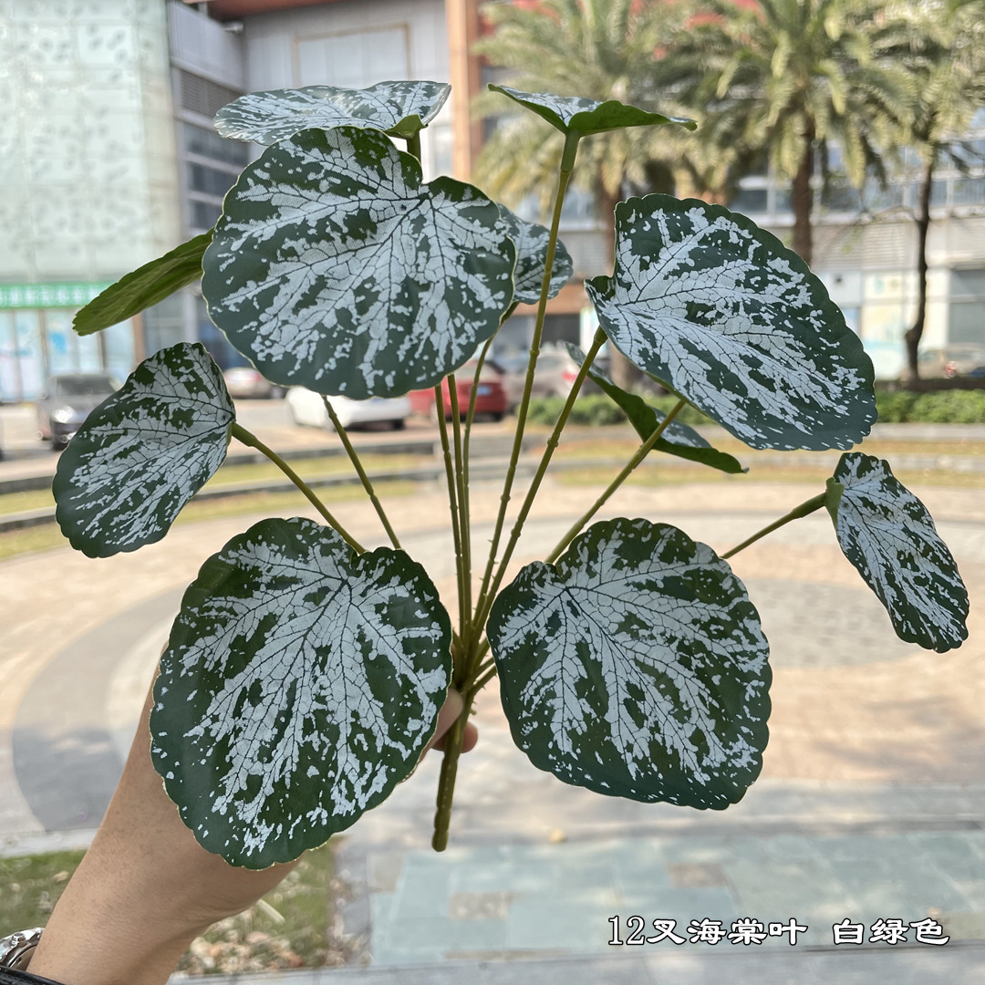 12 fork begonia leaves