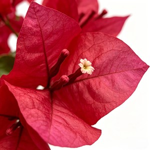 High Quality Real Touch <b>Artificial</b> Silk Bougainvillea <b>Trees</b> Durable <b>Indoor</b> Desktop Plants - Product Image 6