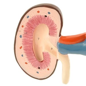 Modelo de Riñón Canino para Ciencias Médicas, Comparación de Lesiones de Salud, Órgano Interno Animal, Recursos Didácticos para el Corazón - Product Image 3