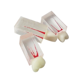 Tandheelkundige Wortel Endodontische Behandeling Tandmodel Voor Het Onderwijzen Van De Praktijk - Product Image 1
