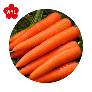 Rau củ đông lạnh bán buôn IQF, cà rốt đông lạnh - Product Image 1