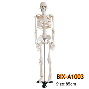 Modelo <span class=keywords><strong>de</strong></span> Esqueleto Humano <span class=keywords><strong>de</strong></span> PVC Blanco <span class=keywords><strong>de</strong></span> 85 cm con 200 <span class=keywords><strong>Huesos</strong></span> y Extremidades Flexibles - Anatomía Detallada para Educación Médica y Enseñanza - Product Image 3