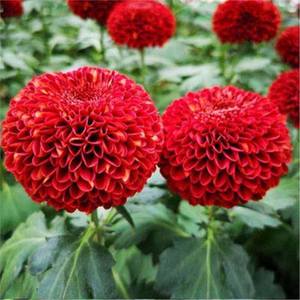 Chrysanthème Coloré d'Origine Naturelle Idéal pour la Décoration de Jardins et de Pelouses – Magnifique Plante d'Extérieur Décorative - Product Image 1