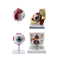 Modelo de Simulación de Ojo Humano MAXCARE MAC-YJ89, Globo Ocular Anatómico de Oftalmología de PVC con Aumento de 6 Veces para Enseñanza y Entrenamiento en Escuelas