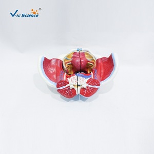 Un outil pédagogique médical en quatre parties pour démonter et assembler un modèle des vaisseaux sanguins et des nerfs du bassin féminin. - Product Image 1