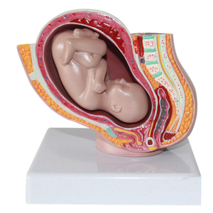 Modèle anatomique du système reproducteur féminin pour l'enseignement médical, design Art Déco en plastique, idéal pour la rentrée scolaire et la décoration intérieure - Product Image 2