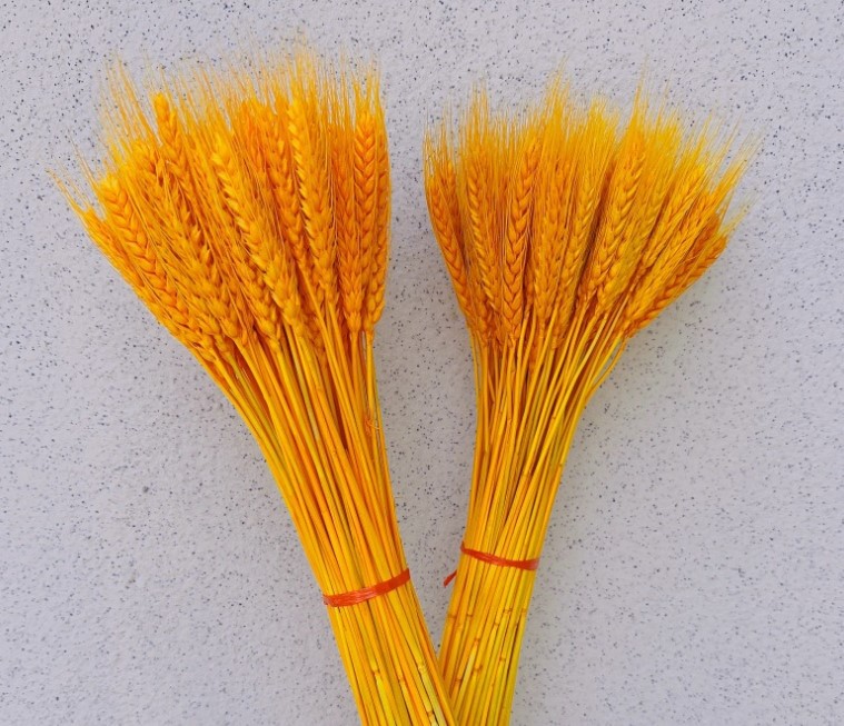 100 épis de blé jaune