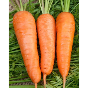 Venta al por mayor vietnamita, entrega rápida, zanahorias a granel, productos agrícolas de degustación dulce con embalaje personalizado - Product Image 2