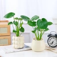 Tanaman Monstera Mini dalam Pot - Perawatan Mudah, Dedaunan Hijau, Gaya Amerika Modern Minimalis Mewah, Anti Radiasi, Penjernih Udara, untuk Dalam Ruangan