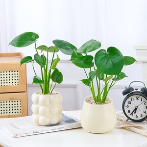 Mini Monstera in Vaso - Pianta Verde Facile da Curare, Stile Americano Moderno Minimalista <span class=keywords><strong>di</strong></span> Lusso per Soggiorno - Product Image 2