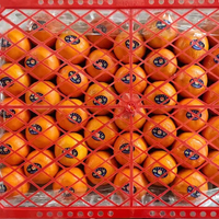 Jeruk Mandarin Wokam Segar Berkualitas Tinggi