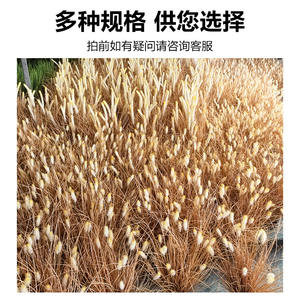 Planta Artificial de Césped con Cola de Conejo, 50cm 70cm, Flor de Base de Alta Simulación, Realista, Decoración Interior y Exterior - Product Image 4