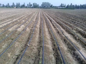 Système d'irrigation goutte <span class=keywords><strong>à</strong></span> goutte complet pour une surface de 1 hectare (1 acre) pour la culture de <span class=keywords><strong>l</strong></span>'ail, bande d'irrigation goutte <span class=keywords><strong>à</strong></span> goutte agricole pour oignon de 16 mm - Product Image 2