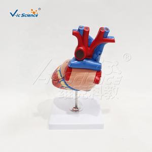 Corazón en 4 piezas, modelo de equipo médico, ciencia médica, modelo anatómico de Pvc, órgano humano, modelo de corazón de anatomía desmontable - Product Image 5