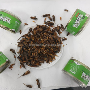 Grillons noirs en conserve pour les animaleries - Remises en gros, emballage personnalisé avec logo - Product Image 4