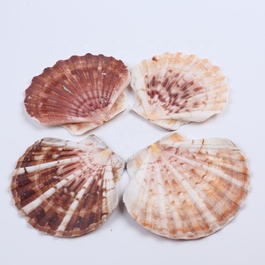 Vỏ Sò Biển Tự Nhiên Bán Chạy - Product Image 2