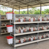 Système de cages à poulets automatiques de type H à plusieurs niveaux, galvanisé à chaud, pour solution d'équipement d'élevage avicole à grande échelle